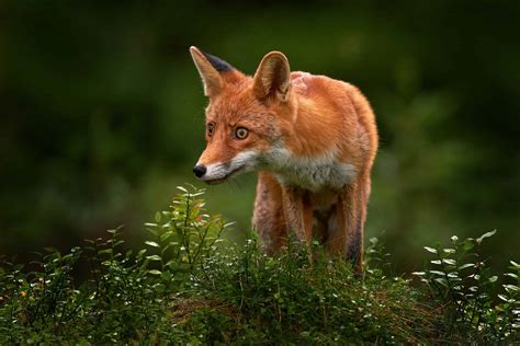 a picture of fox